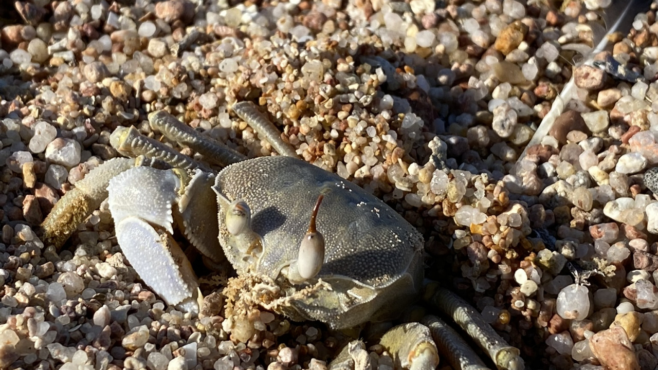 Freshwater Crab, Fiddler Crab, Crab, Dungeness Crab, Crustacean. Wallpaper in 1280x720 Resolution