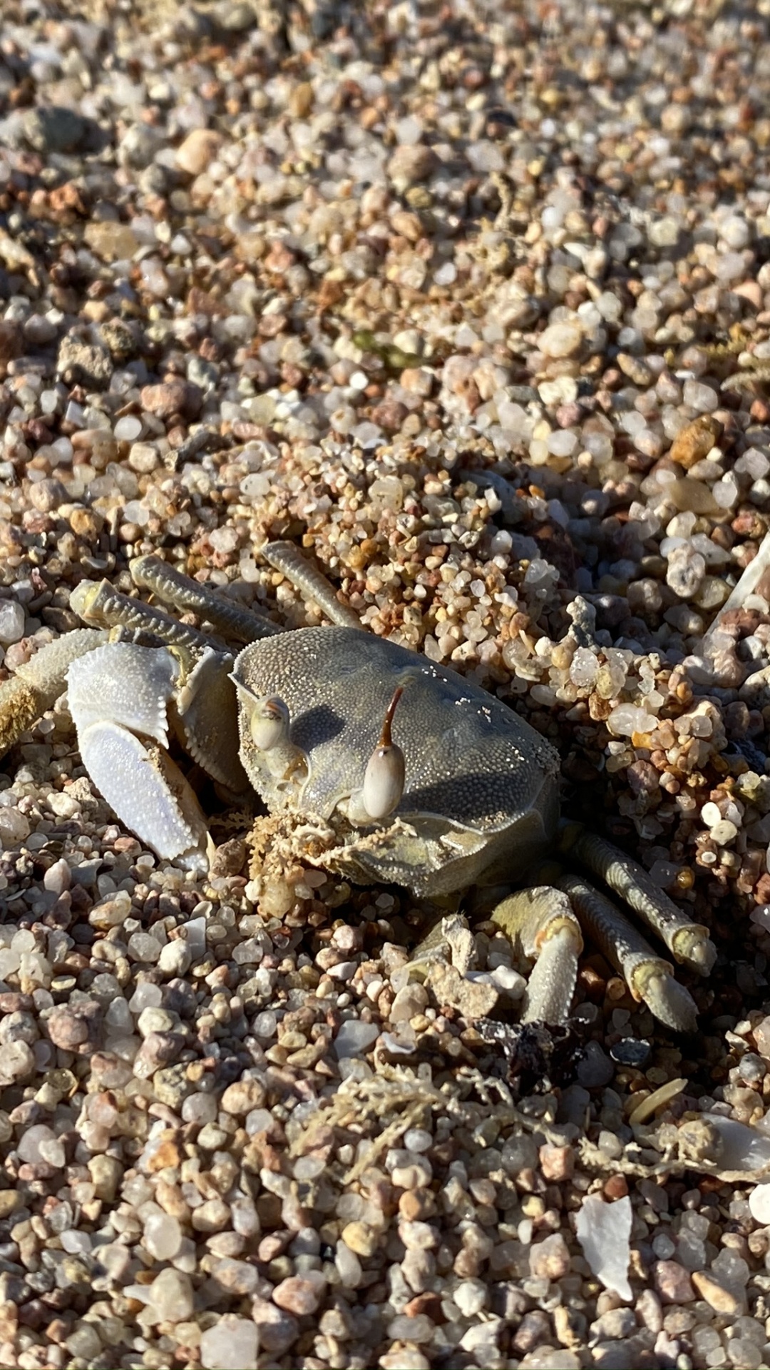 Süßwasserkrabbe, Geigenkrabbe, Krabbe, Dungeness-Krabbe, Krustentier. Wallpaper in 1080x1920 Resolution