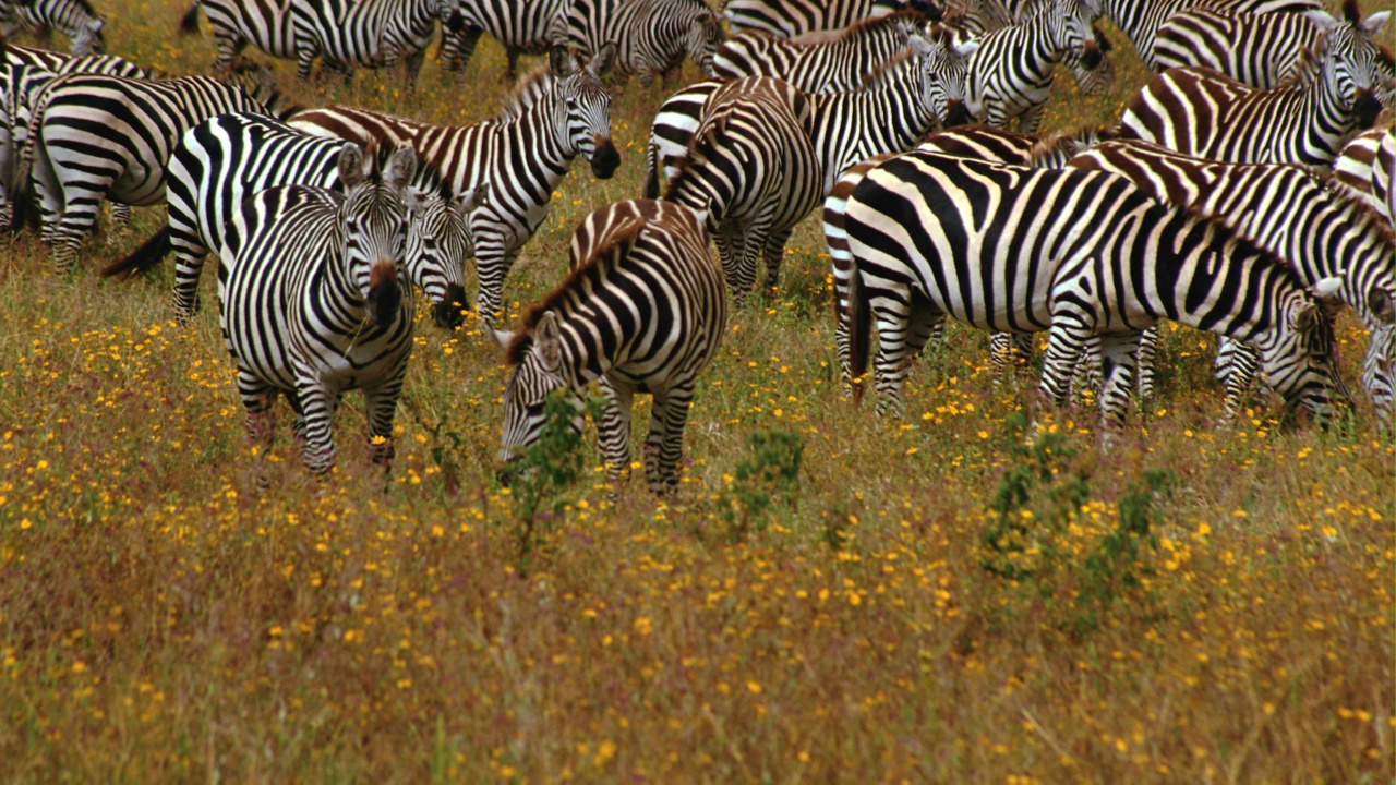 Zebra, Das Tagsüber Gras Isst. Wallpaper in 1280x720 Resolution