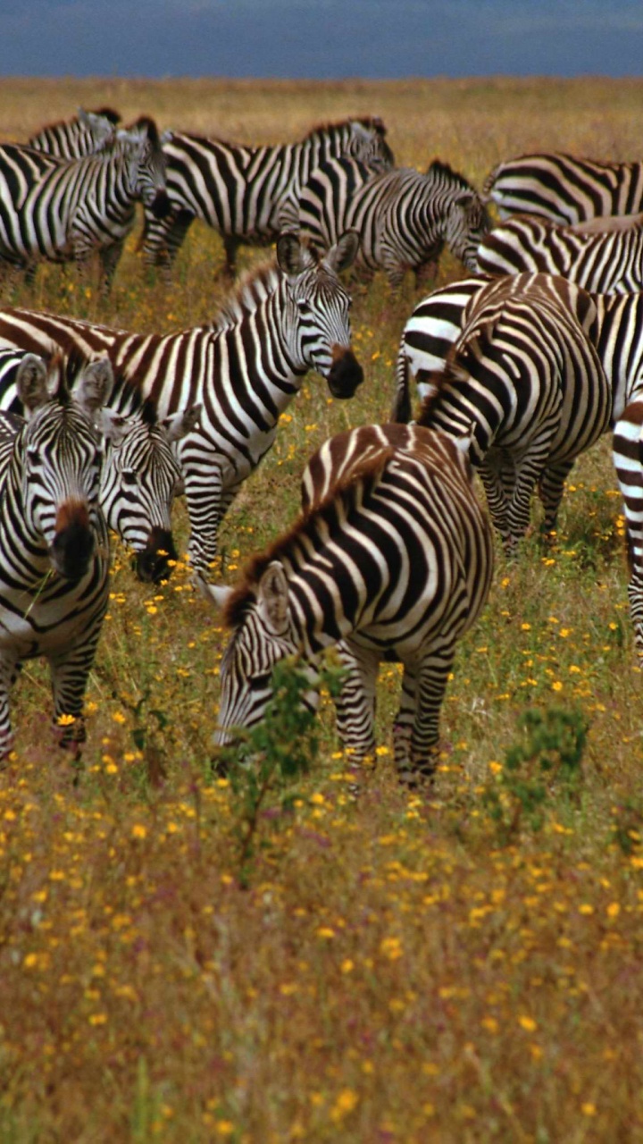 Zebra, Das Tagsüber Gras Isst. Wallpaper in 720x1280 Resolution