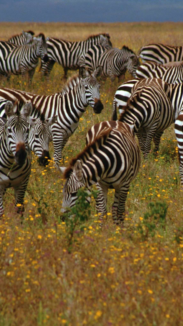 Zebra Eating Grass During Daytime. Wallpaper in 750x1334 Resolution