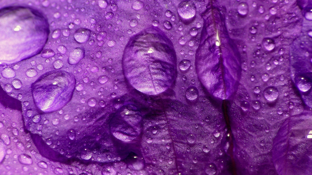 Purple and White Water Droplets. Wallpaper in 1280x720 Resolution