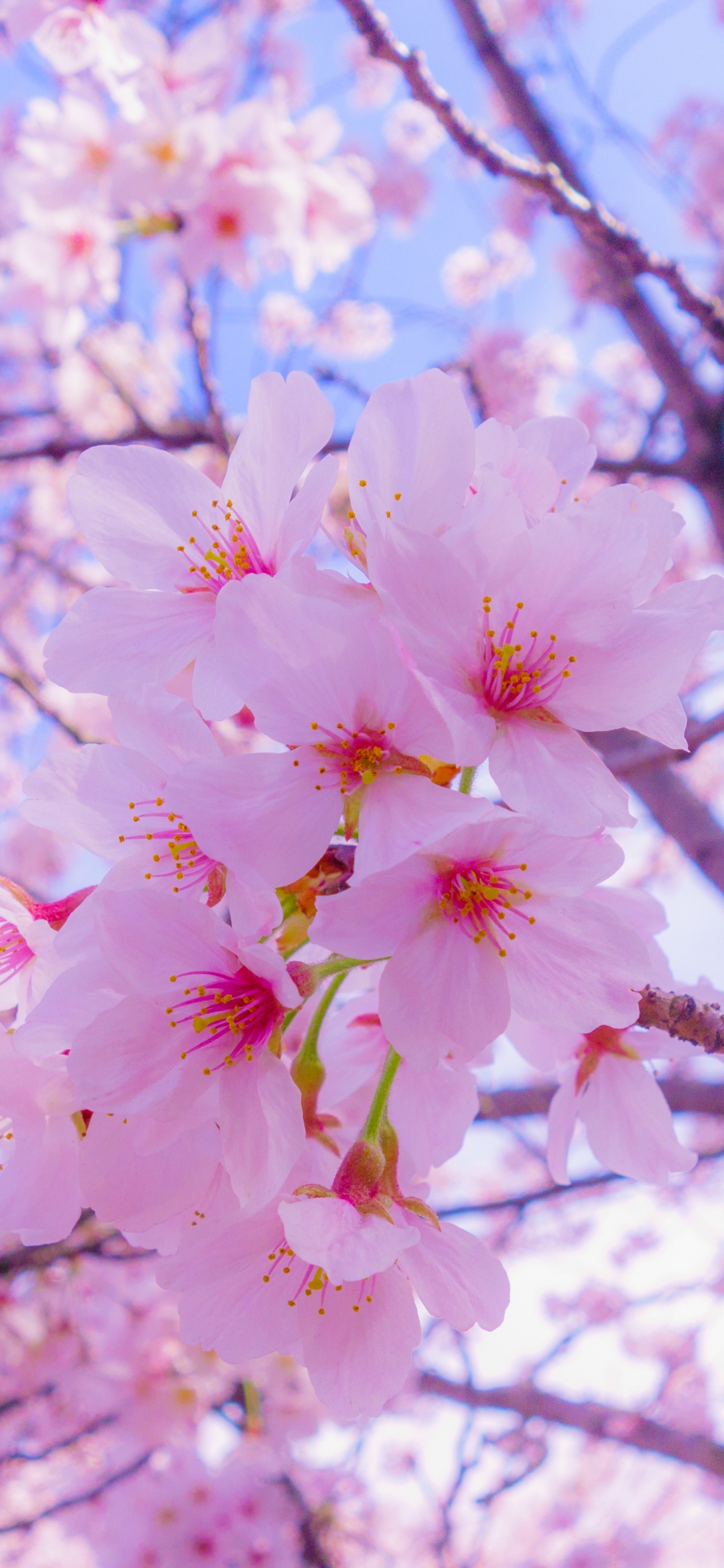 Pink Cherry Blossom Tree During Daytime. Wallpaper in 1125x2436 Resolution