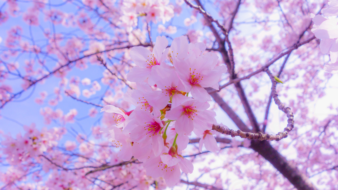 樱花, 开花, 粉红色, 弹簧, 树枝 壁纸 1280x720 允许