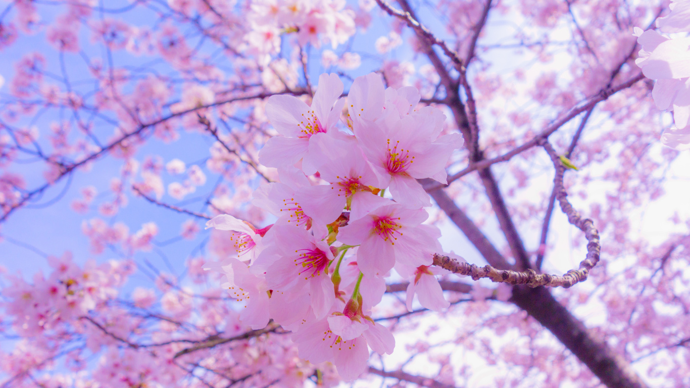 樱花, 开花, 粉红色, 弹簧, 树枝 壁纸 1366x768 允许