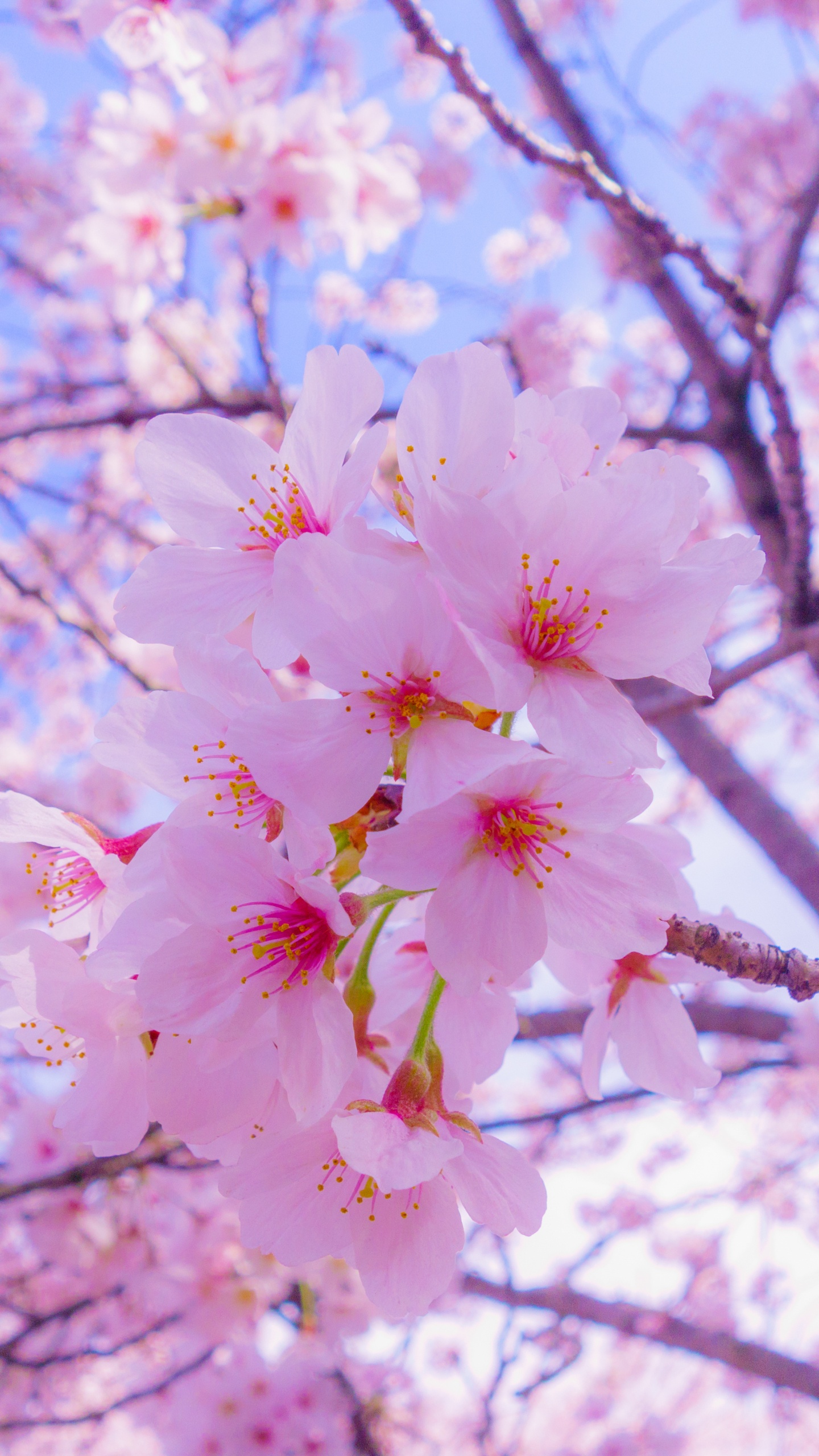 樱花, 开花, 粉红色, 弹簧, 树枝 壁纸 1440x2560 允许