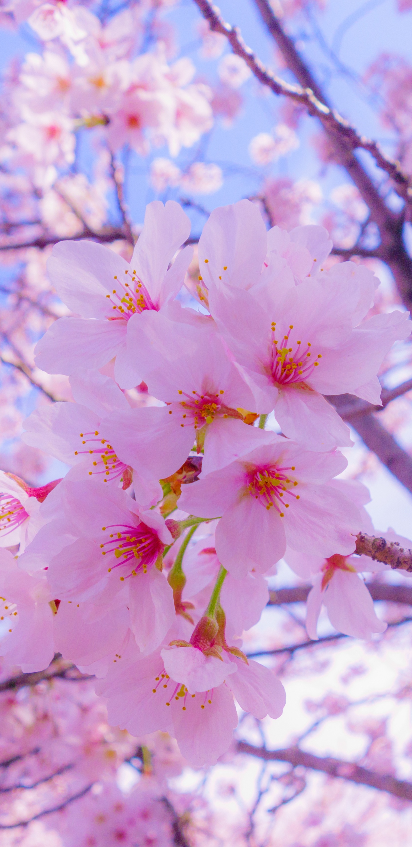 樱花, 开花, 粉红色, 弹簧, 树枝 壁纸 1440x2960 允许