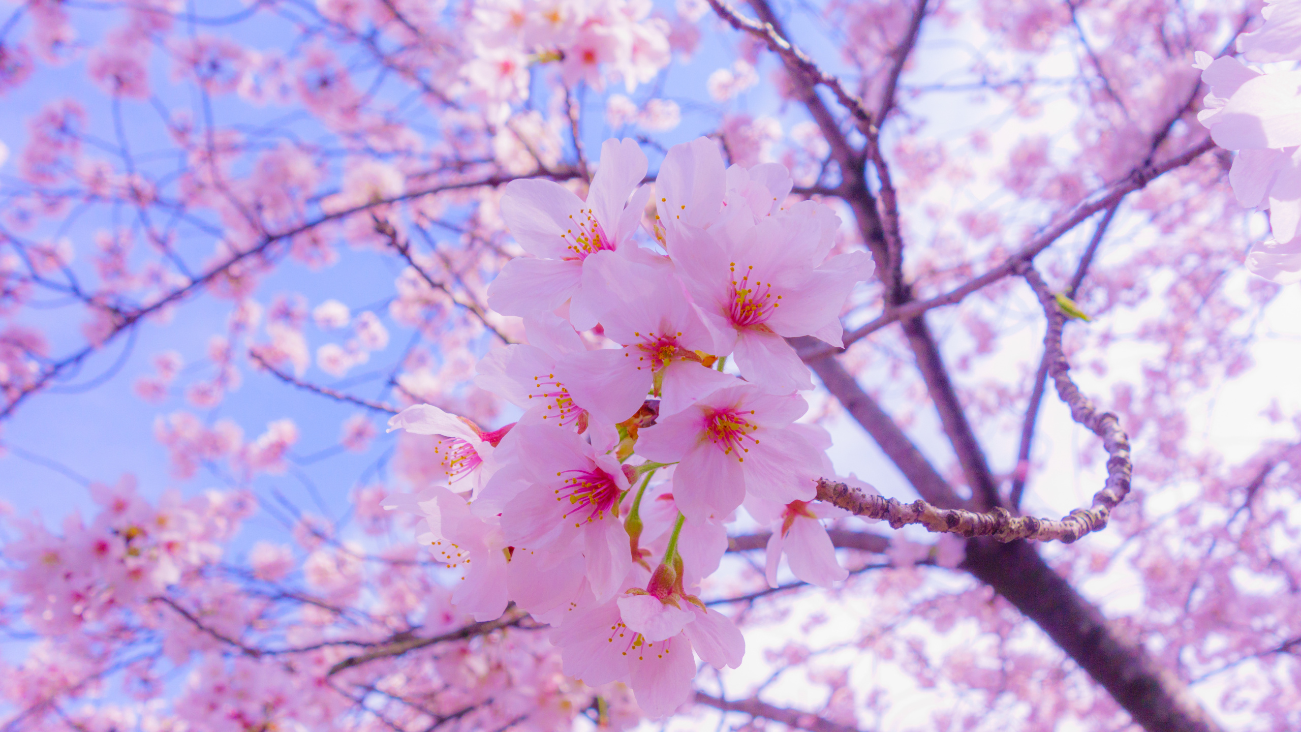 樱花, 开花, 粉红色, 弹簧, 树枝 壁纸 2560x1440 允许