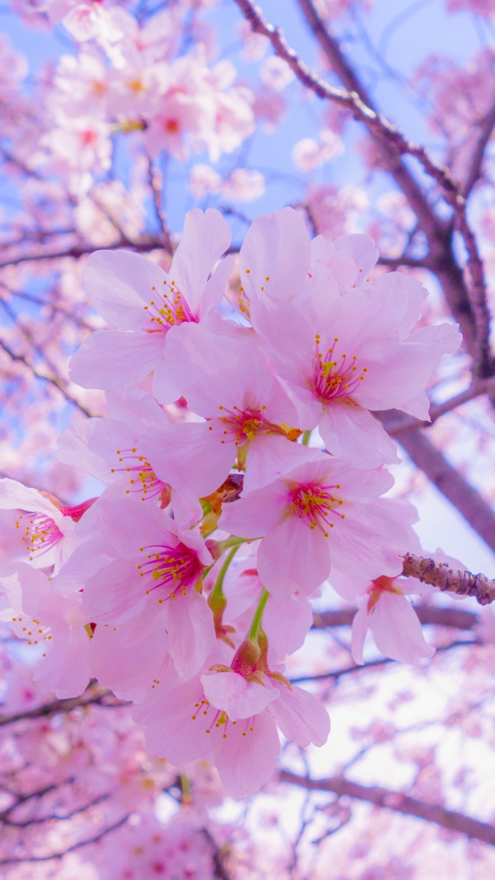 樱花, 开花, 粉红色, 弹簧, 树枝 壁纸 720x1280 允许