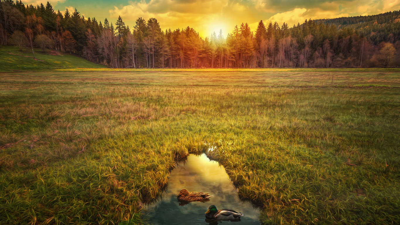 Green Grass Field Near River During Daytime. Wallpaper in 1366x768 Resolution