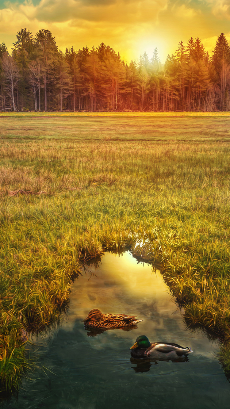 Green Grass Field Near River During Daytime. Wallpaper in 750x1334 Resolution