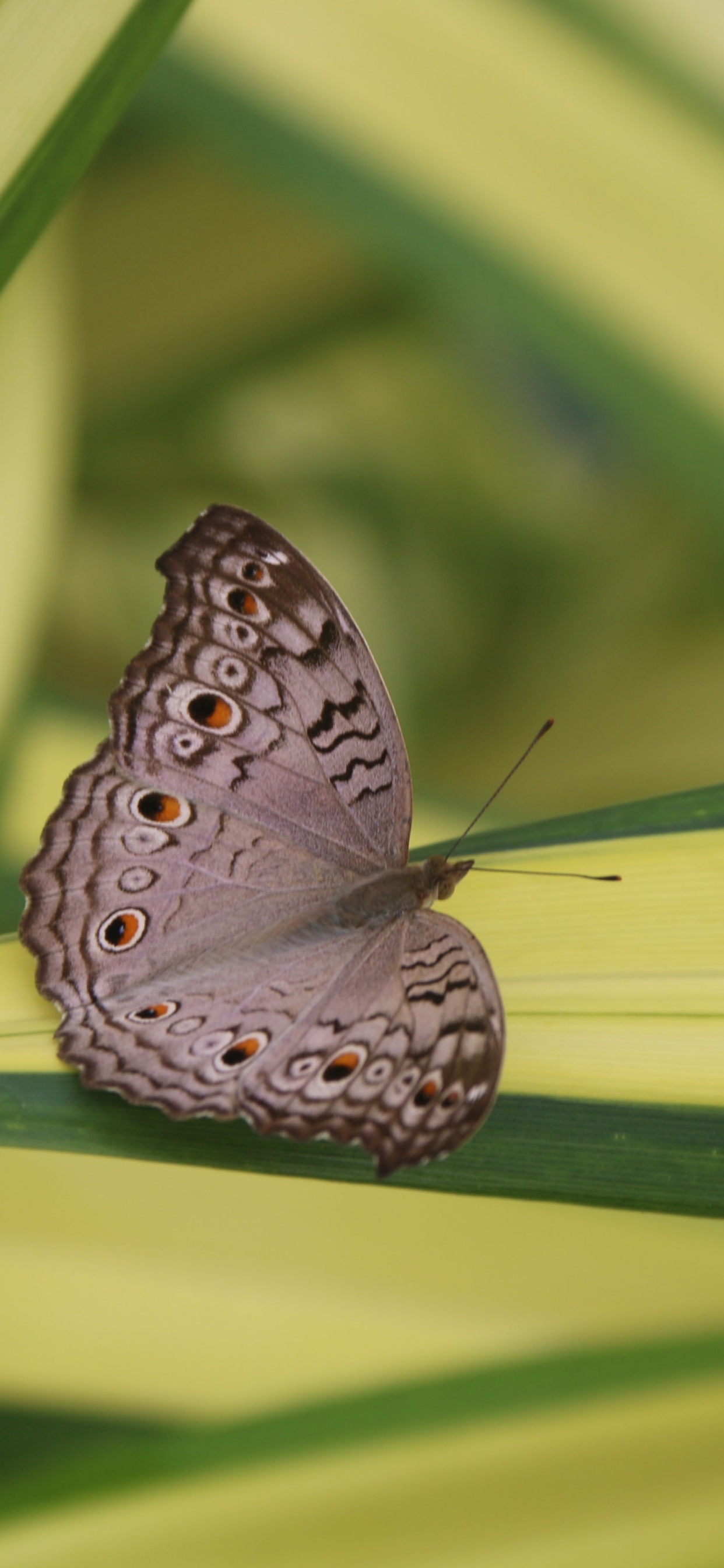 Lycaenid, Polinizador, Mariposa, Artrópodos, Insecto. Wallpaper in 1242x2688 Resolution