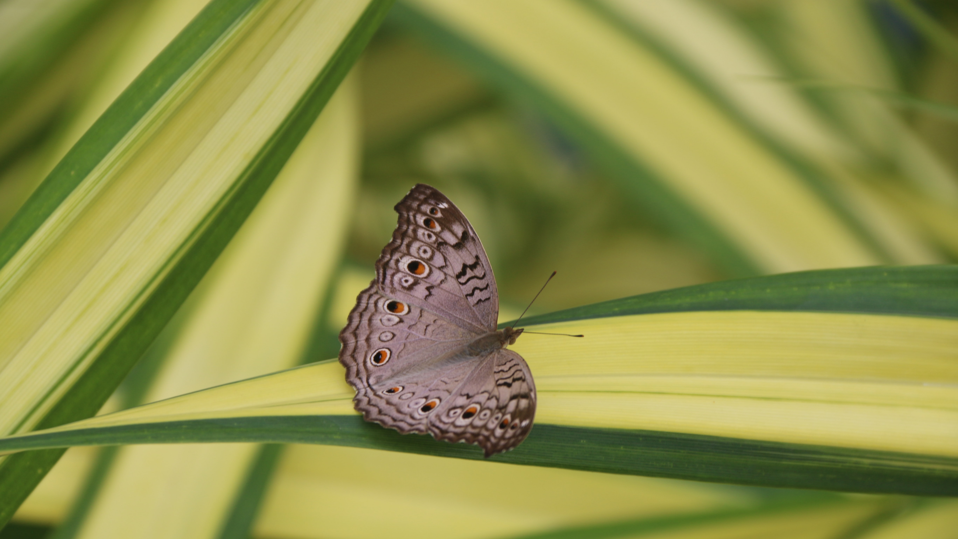 Lycaenid, Polinizador, Mariposa, Artrópodos, Insecto. Wallpaper in 3840x2160 Resolution