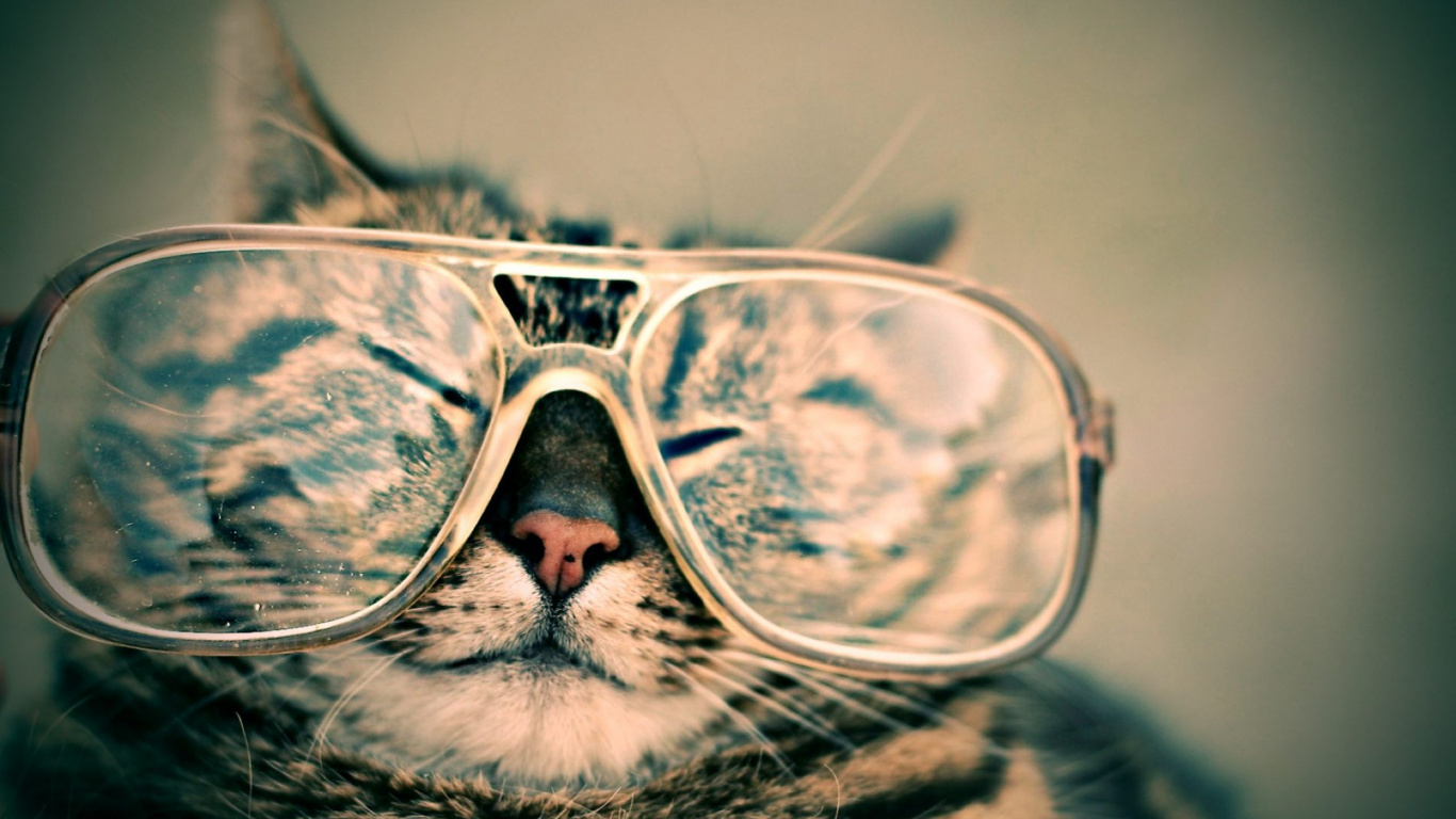 Silber Getigerte Katze Mit Brille. Wallpaper in 1366x768 Resolution