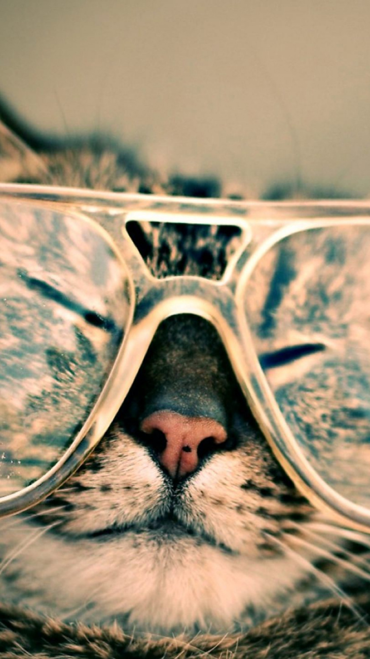 Chat Tigré Argenté Portant Des Lunettes. Wallpaper in 750x1334 Resolution
