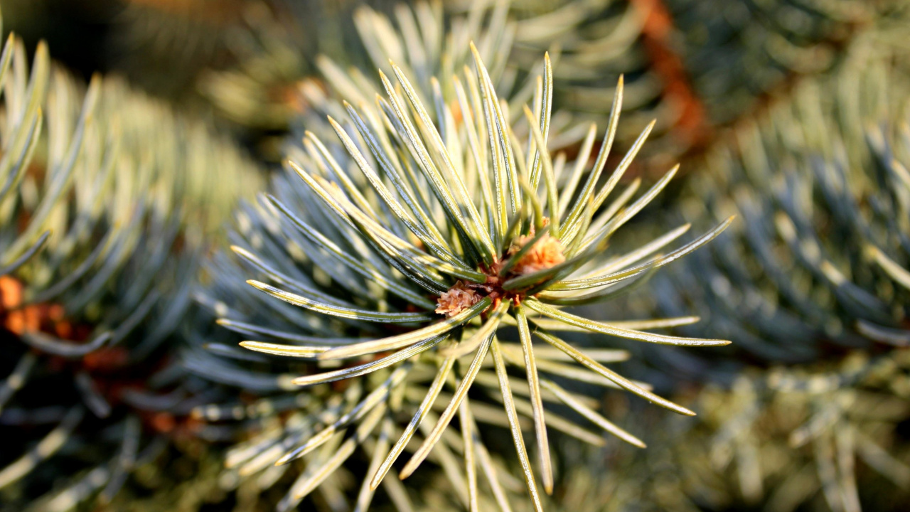 Green and White Plant in Close up Photography. Wallpaper in 1280x720 Resolution