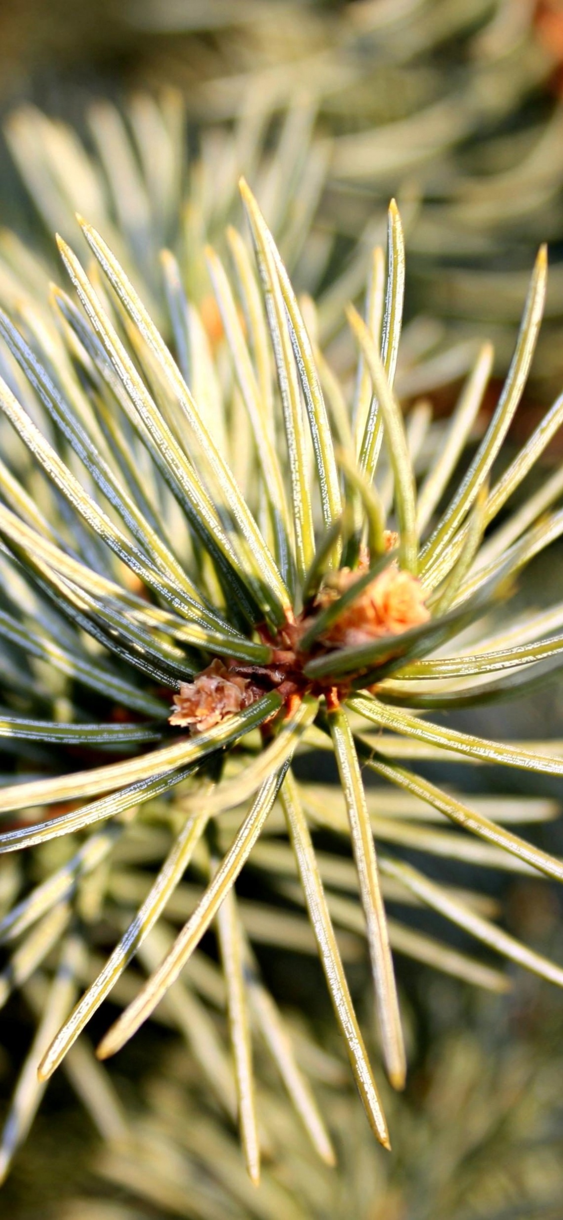 Plante Verte et Blanche en Photographie Rapprochée. Wallpaper in 1125x2436 Resolution