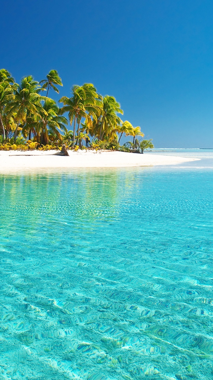 Green Palm Trees on Blue Sea Under Blue Sky During Daytime. Wallpaper in 720x1280 Resolution