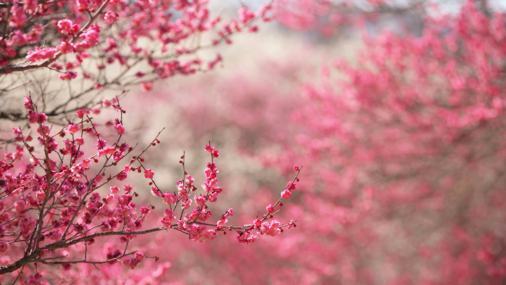 Pink Cherry Blossom in Close up Photography. Wallpaper in 1920x1080 Resolution