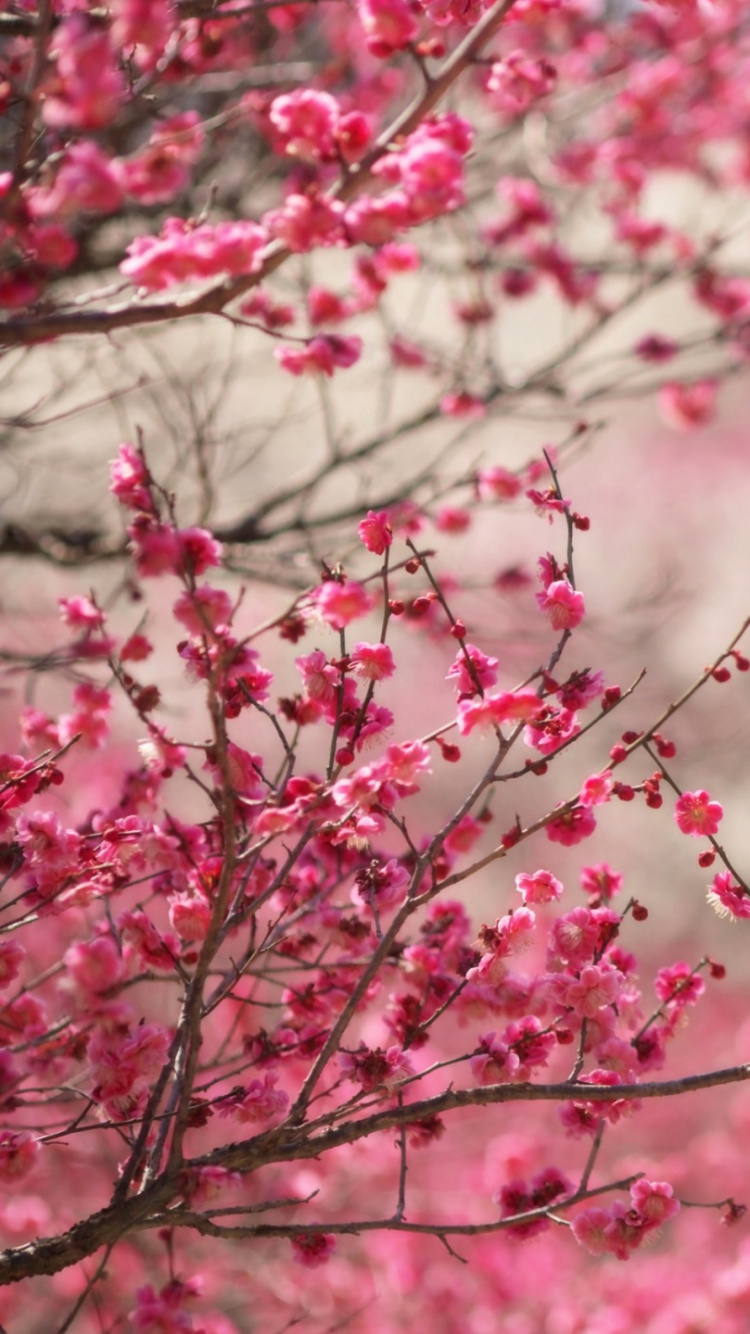 弹簧, 粉红色, 开花, 樱花, 早上 壁纸 750x1334 允许
