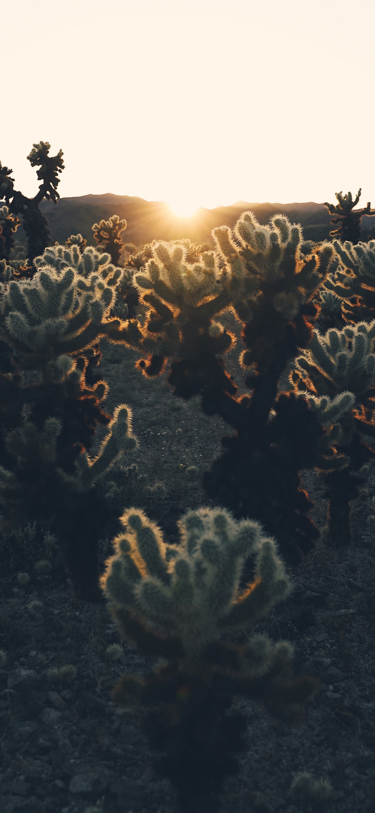 Lumière, Rock, Ciel, L'heure Dorée, Matin. Wallpaper in 1242x2688 Resolution