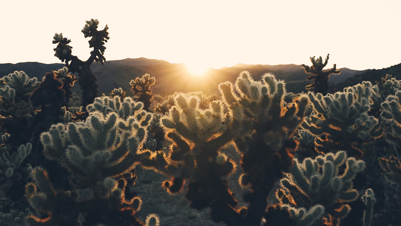 Light, Sunlight, Tree, Plant, Mountain. Wallpaper in 1366x768 Resolution