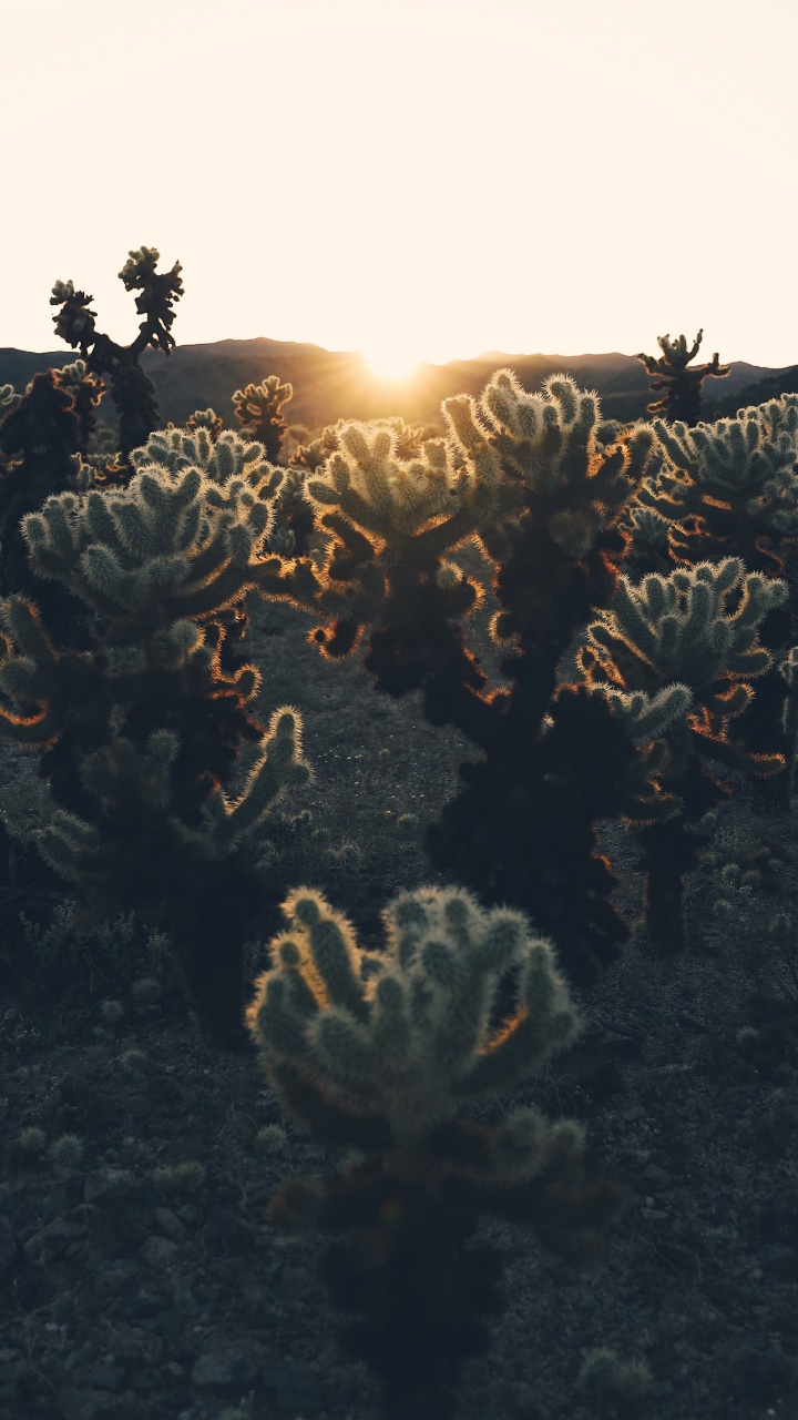Light, Sunlight, Tree, Plant, Mountain. Wallpaper in 720x1280 Resolution