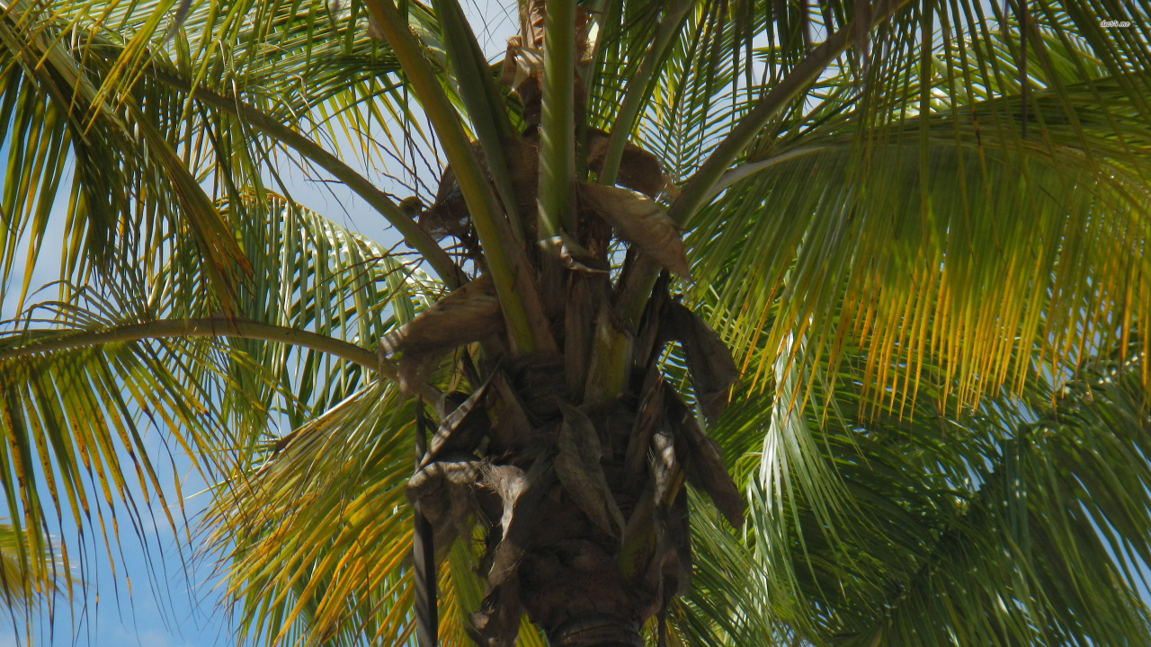 Palmera Verde Durante el Día. Wallpaper in 1280x720 Resolution