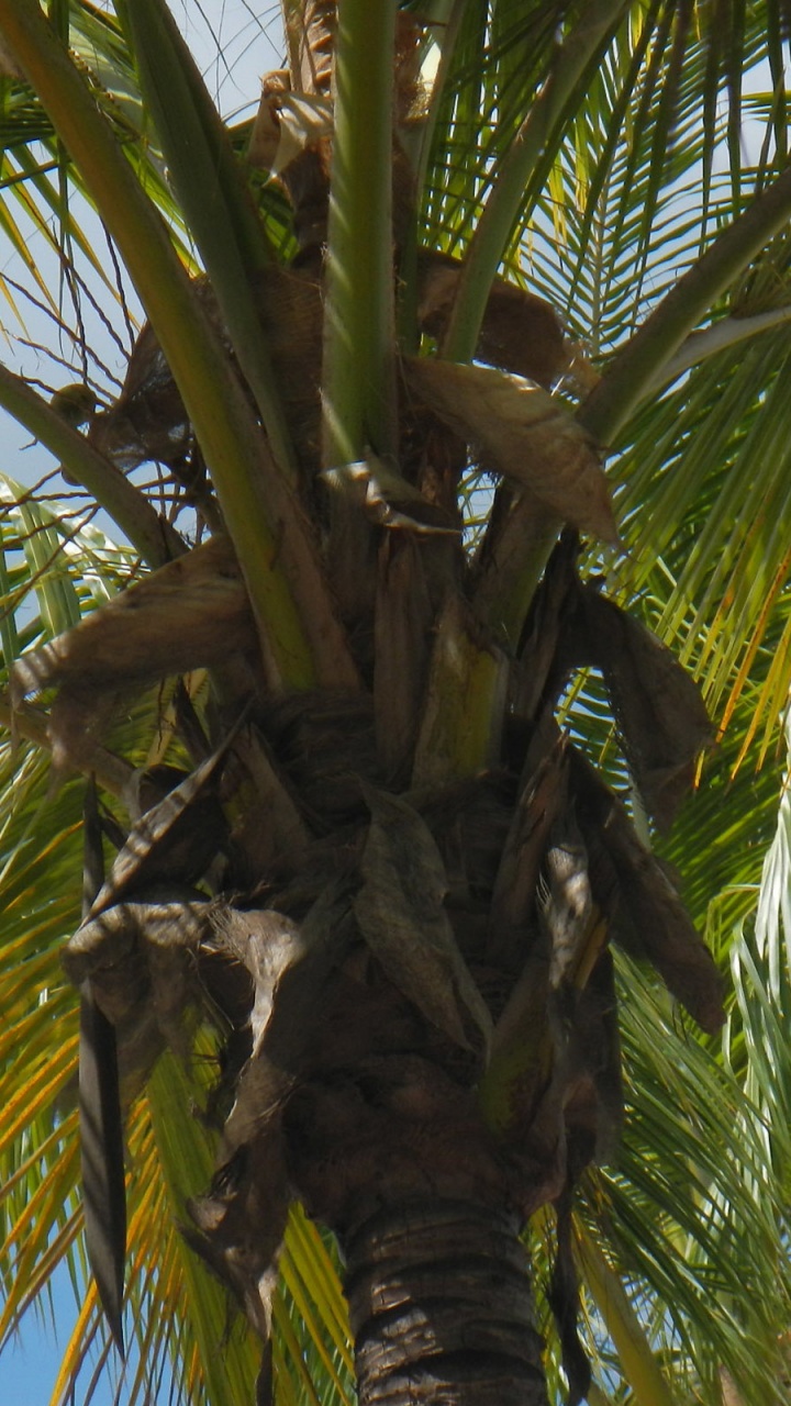 Palmera Verde Durante el Día. Wallpaper in 720x1280 Resolution