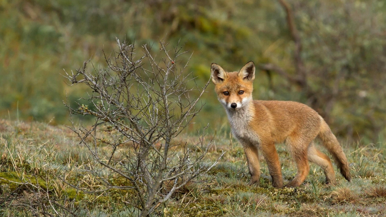 Brown and White Fox on Brown Grass During Daytime. Wallpaper in 1280x720 Resolution