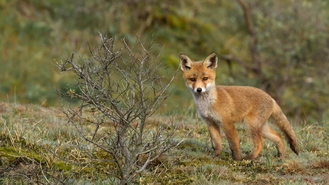 Brown and White Fox on Brown Grass During Daytime. Wallpaper in 1366x768 Resolution