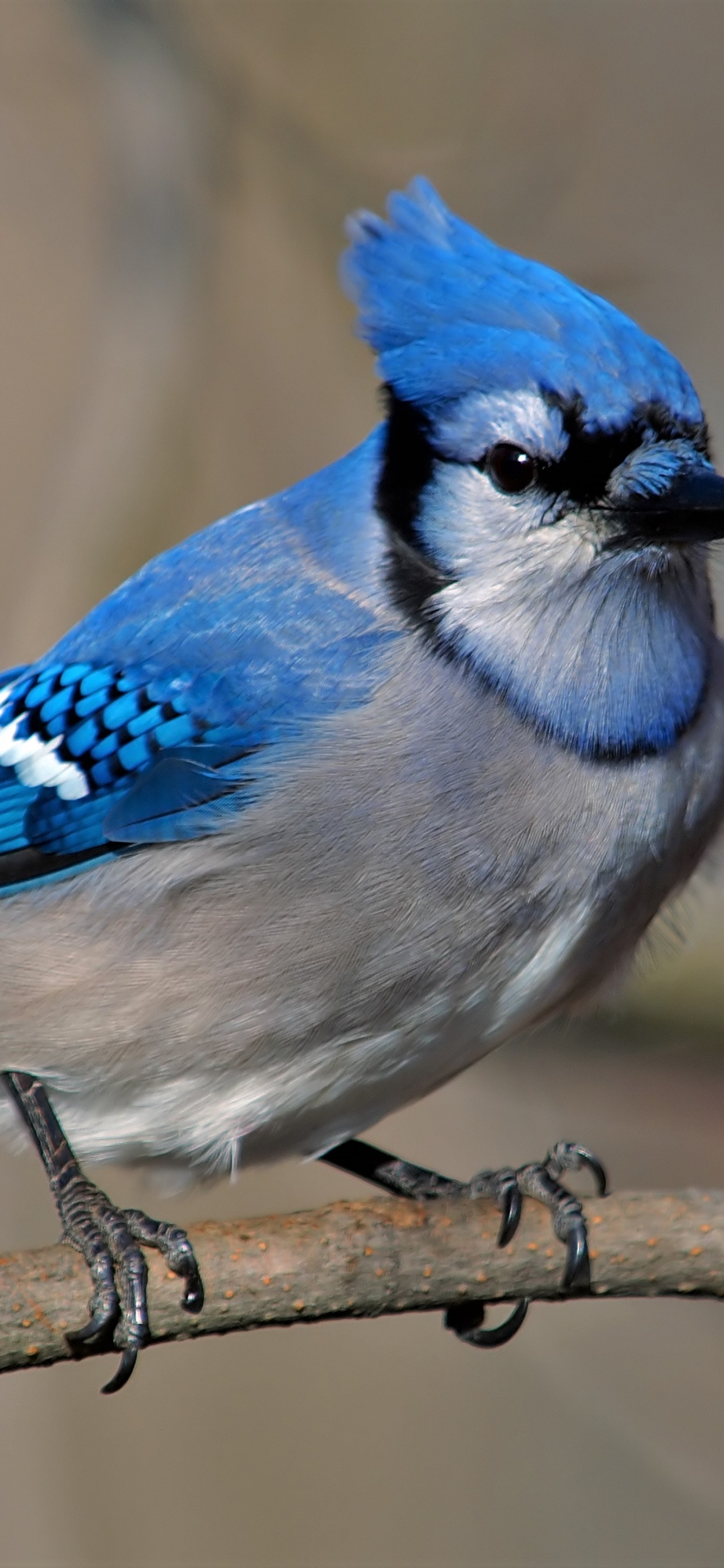 Pájaro Azul y Blanco en la Rama de un Árbol Marrón. Wallpaper in 1242x2688 Resolution