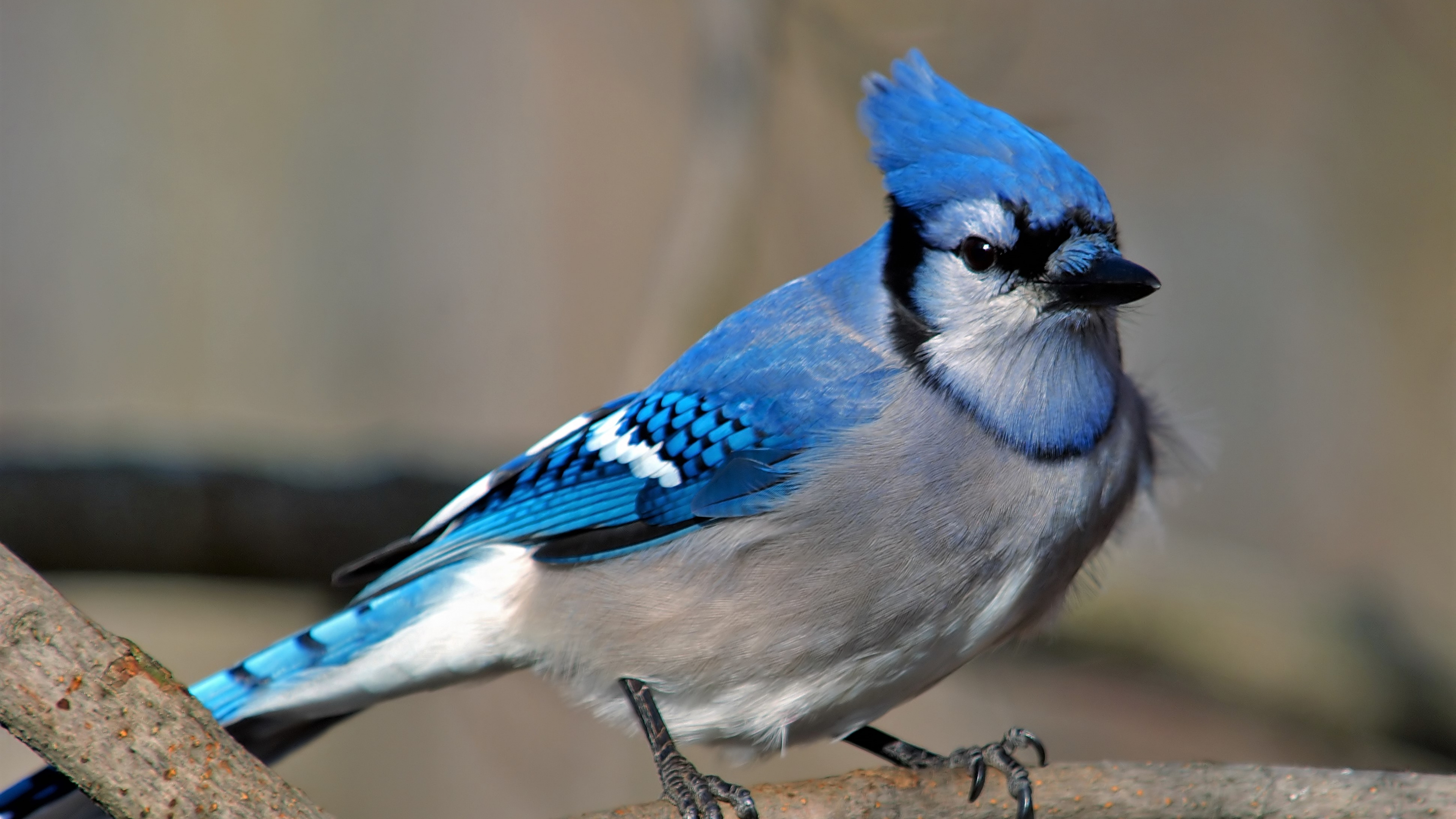 Blau-weißer Vogel Auf Braunem Ast. Wallpaper in 3840x2160 Resolution