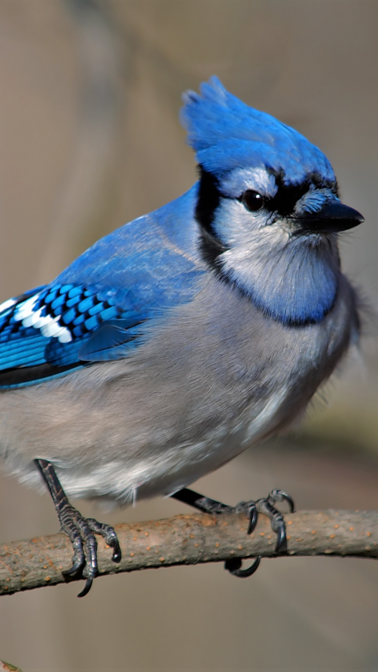 Blue and White Bird on Brown Tree Branch. Wallpaper in 750x1334 Resolution