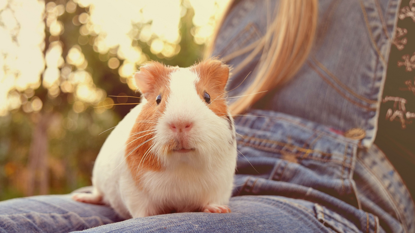White and Brown Guinea Pig on Blue Denim Jeans. Wallpaper in 1366x768 Resolution