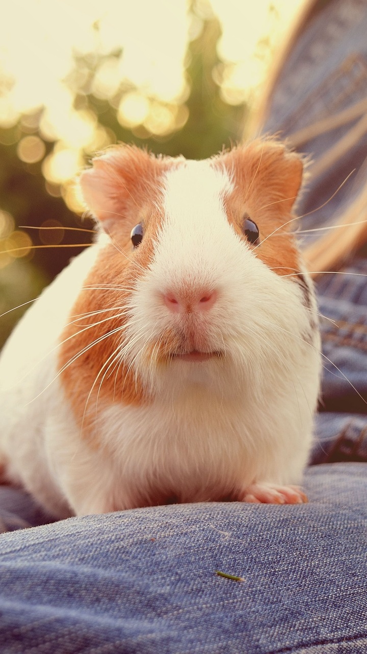White and Brown Guinea Pig on Blue Denim Jeans. Wallpaper in 720x1280 Resolution