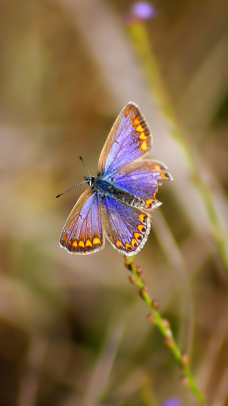 Mariposa Azul y Marrón en Planta Verde. Wallpaper in 750x1334 Resolution