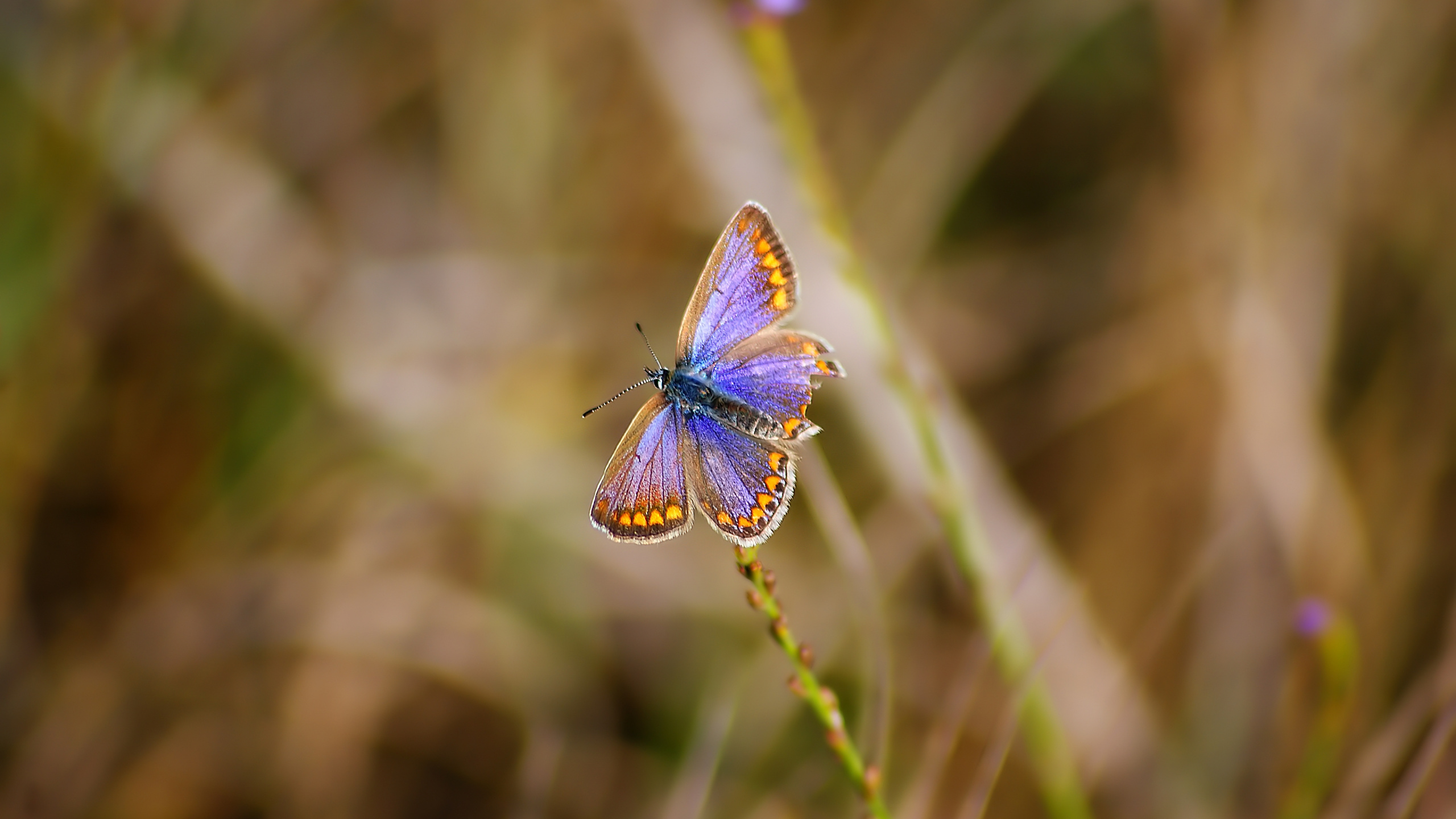 Blauer Und Brauner Schmetterling Auf Grüner Pflanze. Wallpaper in 2560x1440 Resolution