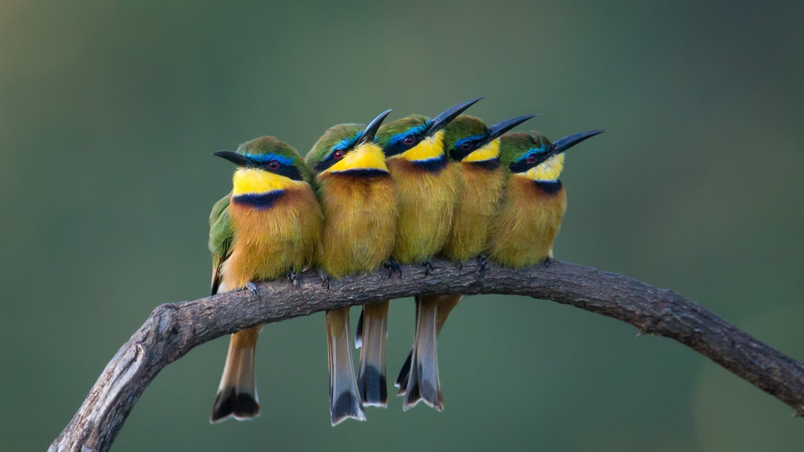 Tres Pájaros Posados en la Rama de un Árbol. Wallpaper in 2560x1440 Resolution