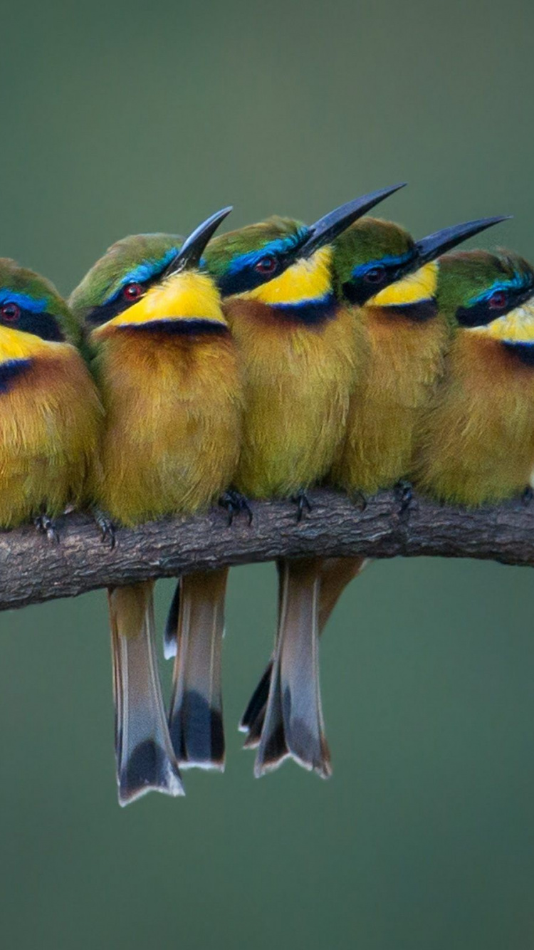 Tres Pájaros Posados en la Rama de un Árbol. Wallpaper in 750x1334 Resolution
