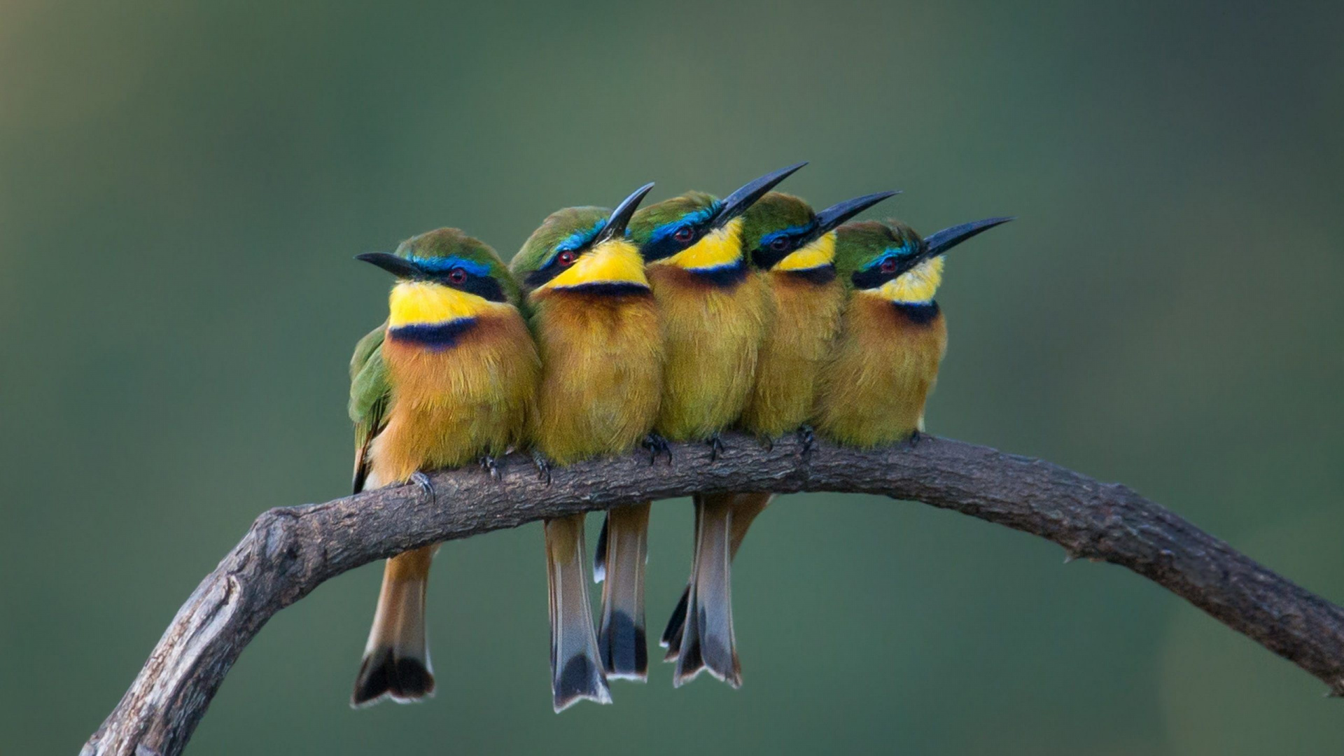 Trois Oiseaux Perchés Sur Une Branche D'arbre. Wallpaper in 1920x1080 Resolution