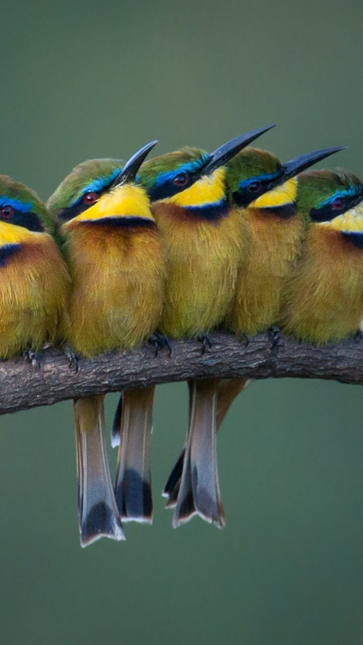 Trois Oiseaux Perchés Sur Une Branche D'arbre. Wallpaper in 720x1280 Resolution