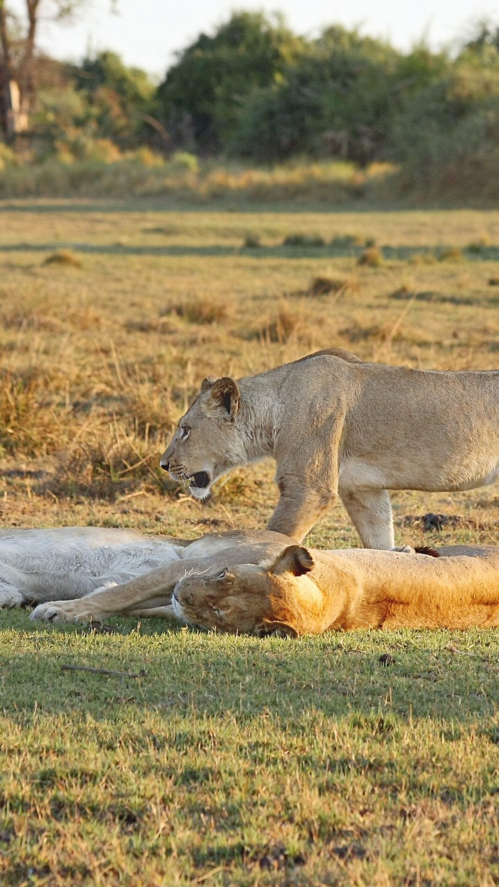 Leona Marrón Acostado Sobre el Campo de Hierba Marrón Durante el Día. Wallpaper in 720x1280 Resolution