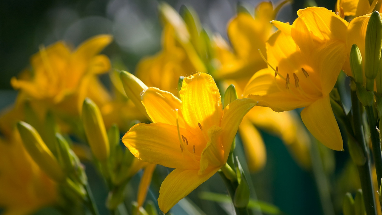 Yellow Flower in Tilt Shift Lens. Wallpaper in 1280x720 Resolution