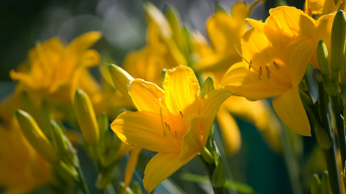 Yellow Flower in Tilt Shift Lens. Wallpaper in 1366x768 Resolution