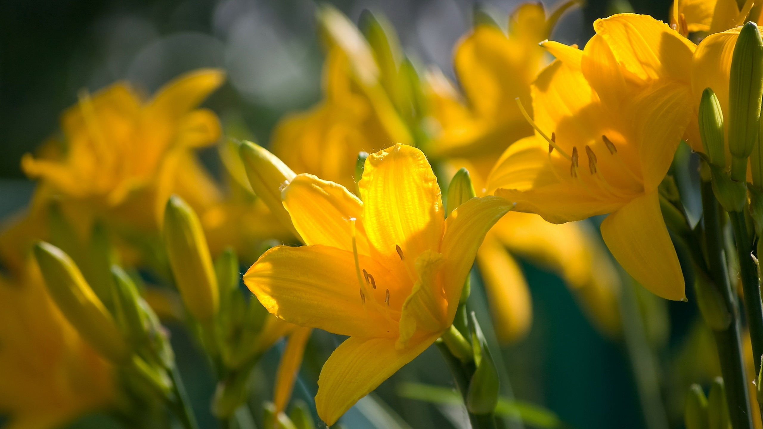 Yellow Flower in Tilt Shift Lens. Wallpaper in 2560x1440 Resolution
