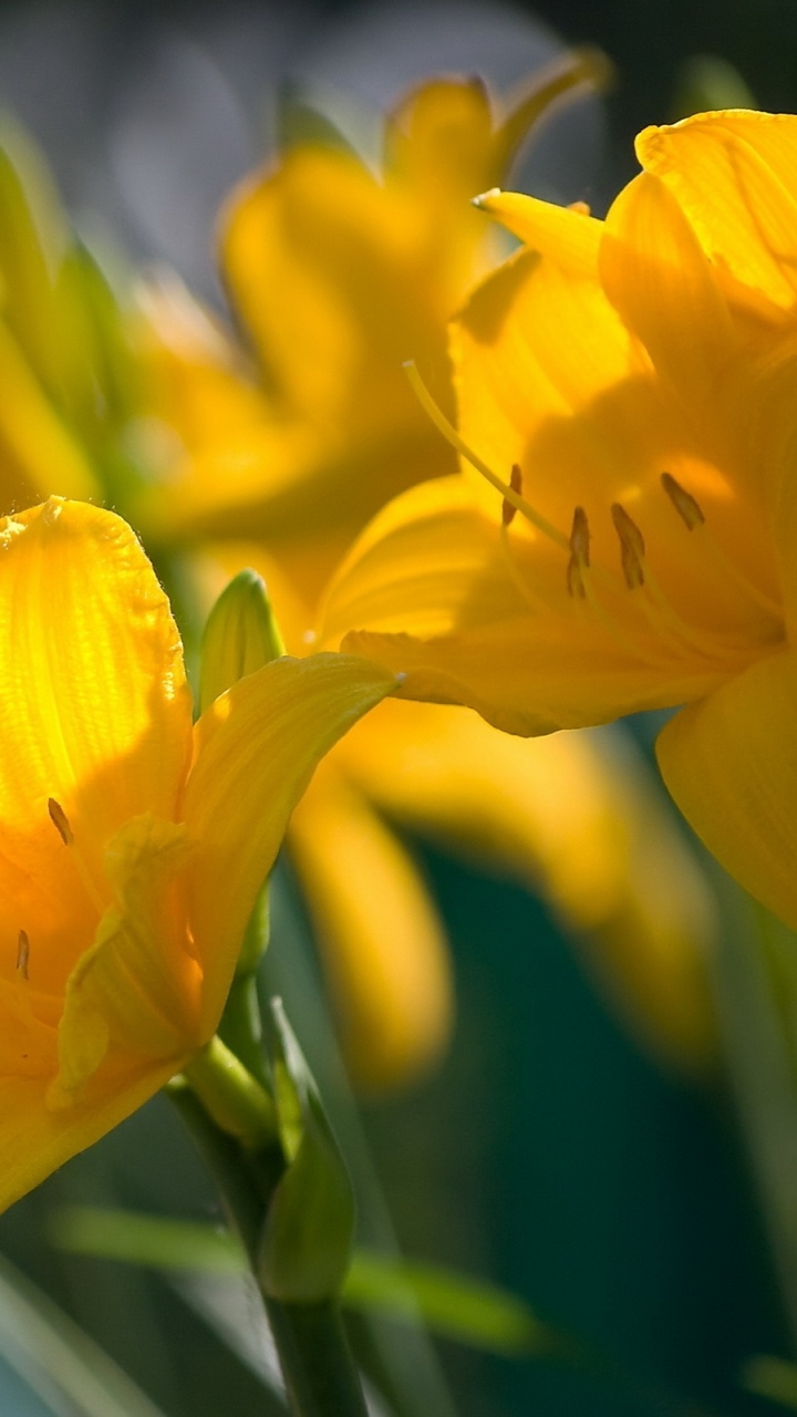 Yellow Flower in Tilt Shift Lens. Wallpaper in 720x1280 Resolution