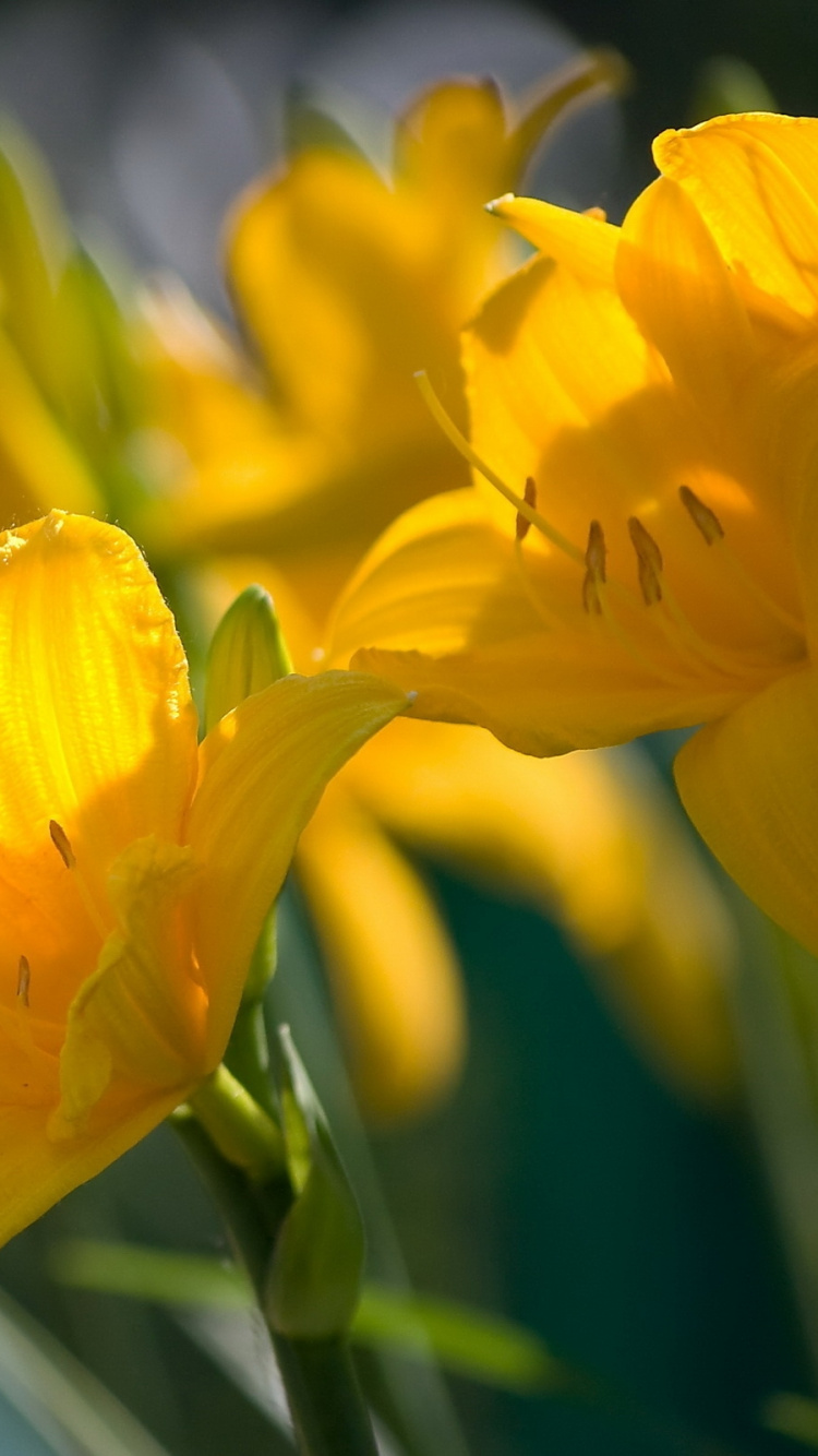 Yellow Flower in Tilt Shift Lens. Wallpaper in 750x1334 Resolution