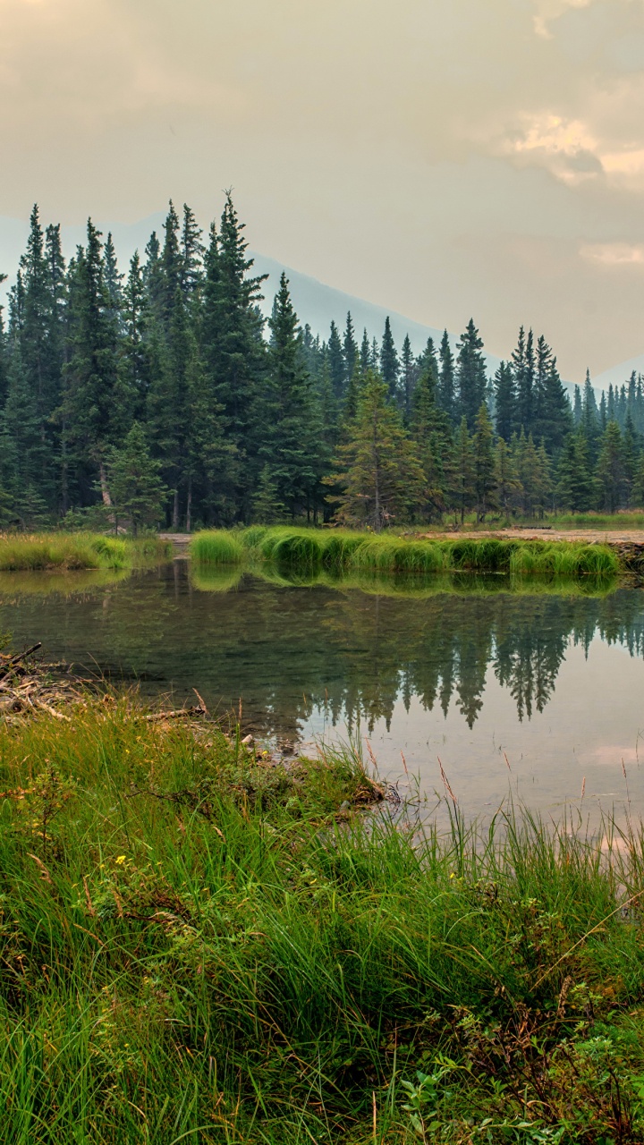 Green Trees Beside River Under Cloudy Sky During Daytime. Wallpaper in 720x1280 Resolution