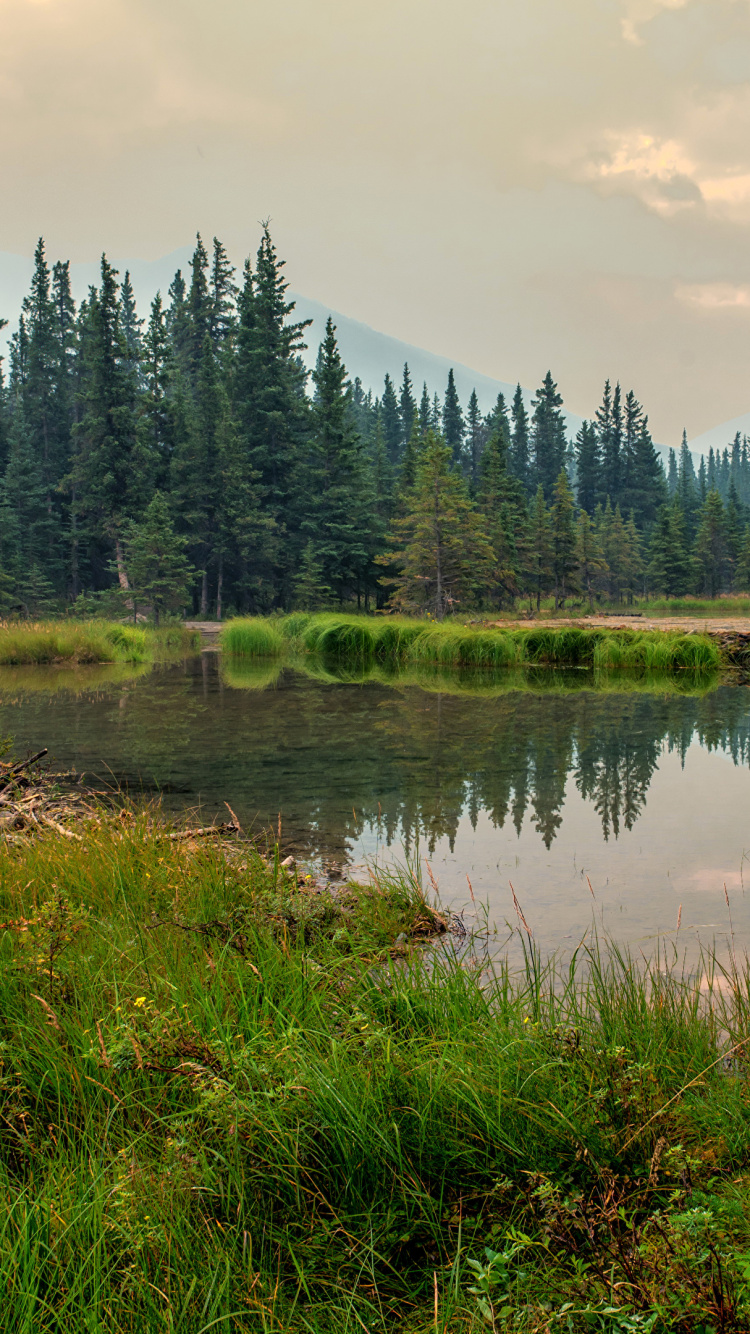 Green Trees Beside River Under Cloudy Sky During Daytime. Wallpaper in 750x1334 Resolution